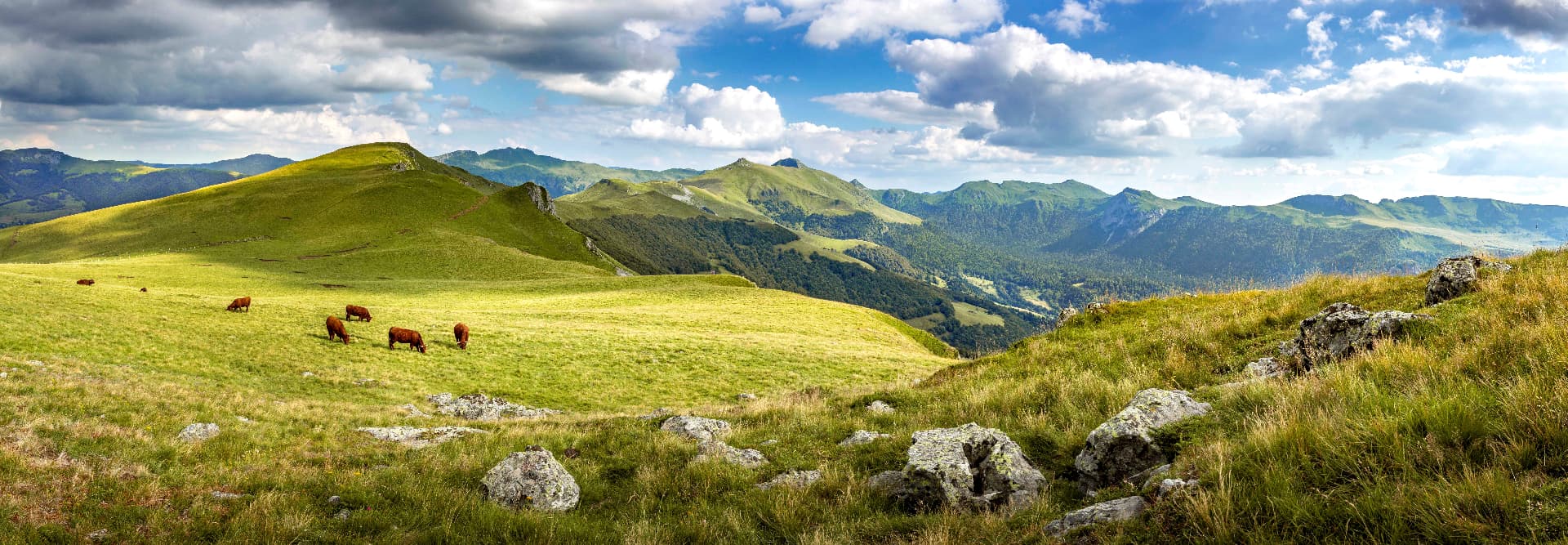 Monts du Cantal, estives de Luchard et troupeau de vaches Salers